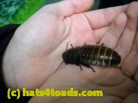 /home//u458753944/public_html/sourcegallery//Insects and small critters/roaches (Blattodea)/DSCN1935.JPG